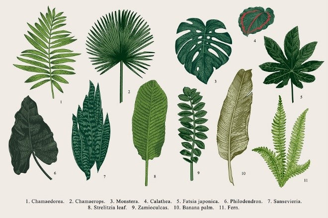 סוגי צמחים